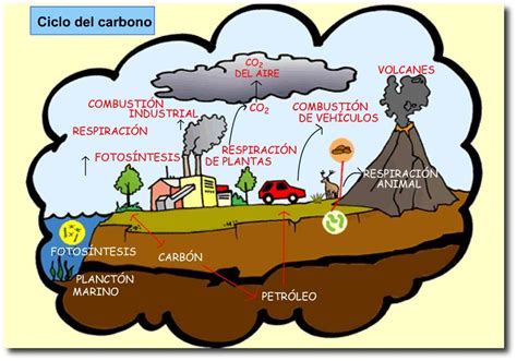 Ciclo Del Carbono Energía Y Consumo De Substancias Fundamentales 16i