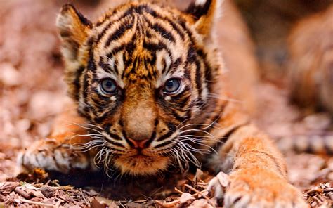 Cute Baby Tiger Wallpaper Images