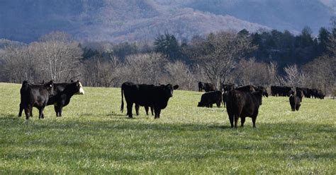 Crystalyx How Can I Get My Cows Out Of The Shade And Grazing Fescue