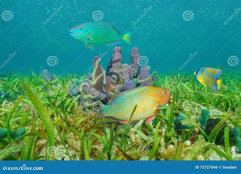 Marine Life On Seabed Colorful Fish Caribbean Sea Stock Photo Image