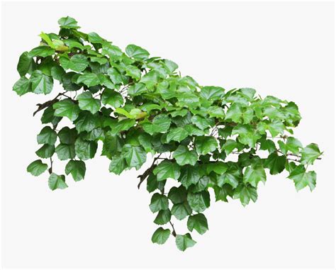 Common Ivy Vine Plant Ivy Png Transparent Png Kindpng