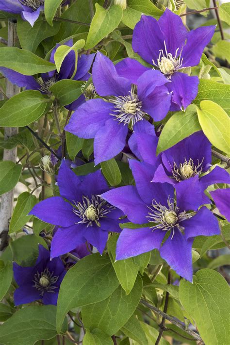 This is a compact variety that is a good choice for patio containers, pots or planters. Clematis Vines - Olympia , 1 Gal - Alliston Botanix