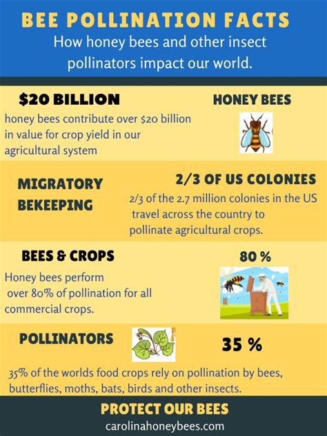 Pollination Process For Bees