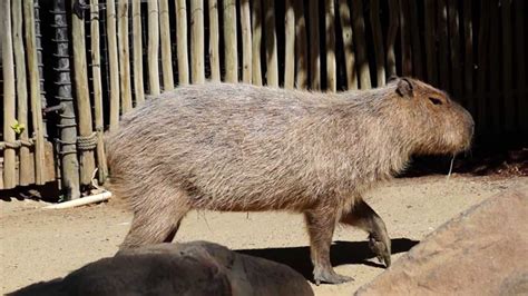 Capybara Enclosure Happy Hollow Park And Zoo Youtube