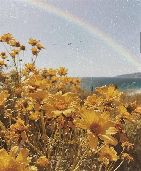 We hope you enjoy our growing collection of hd images to use as a background or home screen for your smartphone or computer. pinterest: weareallqueens ∵☾∴ | Flower aesthetic, Yellow ...