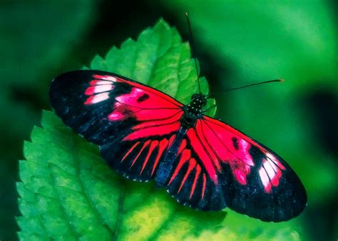 Lynn Wiezycki Photography Butterfly World Butterflies