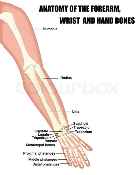 Anatomy Of The Forearm Wrist And Hand Bones Stock Vector Colourbox