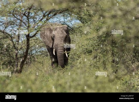 Elephant In Woodlands Of Ndutu Tanzania Stock Photo Alamy