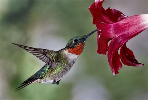 Ruby Throated Hummingbird Archilochus Colubris Qr Learning Platform