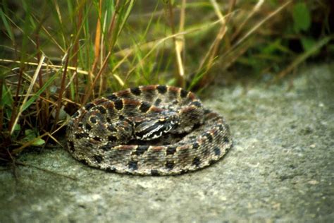 Venomous Snakes Of Missouri Missouris Natural Heritage Washington