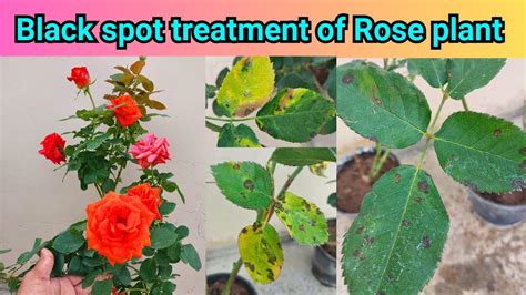 Black Spot Treatment Of Rose Plant Youtube