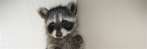 Soak rags in ammonia or fill a spray bottle with an ammonia mix and apply it around your garden or other areas. How to keep raccoons away from your property
