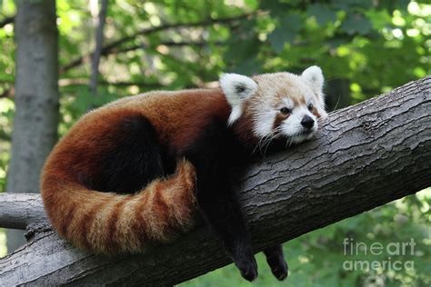 Sleepy Red Panda 2 Photograph By Judy Whitton