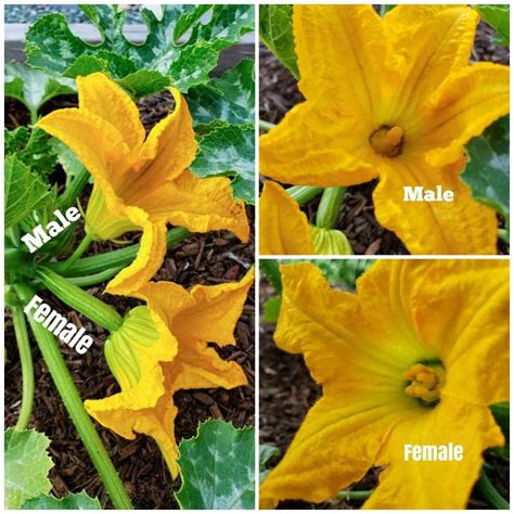 Squash Sex How To Hand Pollinate Squash To Prevent End Rot And Increase Yields ~ Homestead And Chill