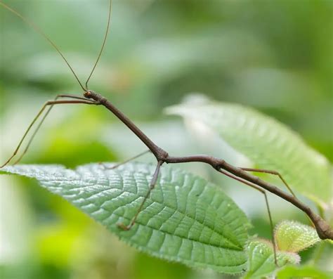 Fun Facts For Kids About Stick Insect