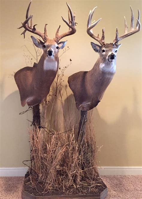 Two Deer Heads Mounted To The Side Of A Wall With Dry Grass In Front Of