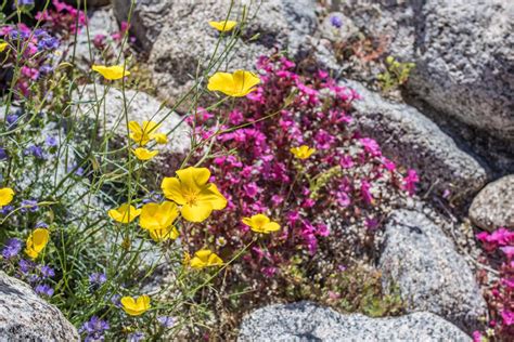 Check spelling or type a new query. Anza-Borrego 2019 Super Bloom - UCNRS
