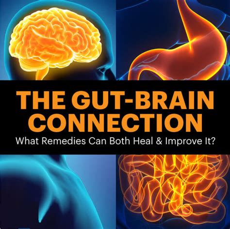 what is the gut brain connection and how to heal and improve it