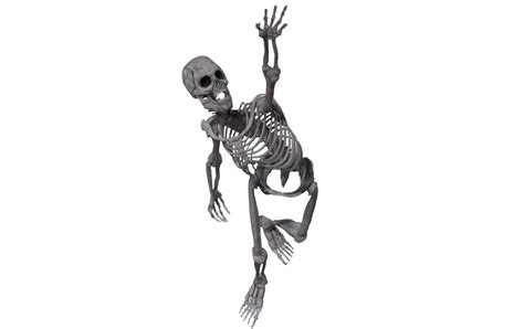 Skeleton Png Transparent Image Download Size 1024x645px