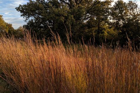 The Fiery Hues Of The Prairie Grasses In Autumn Blog Pottawattamie
