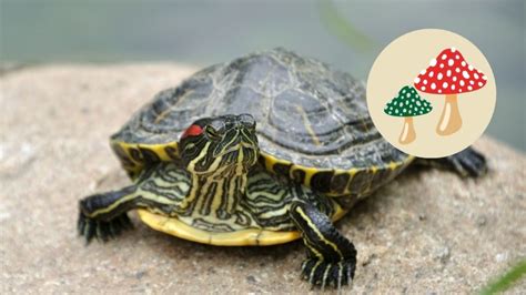3 tips para curar los hongos del caparazón de una tortuga Petlife