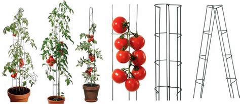 Tomato Ladders Give You A Bigger Harvest Of Delicious Tomatoes