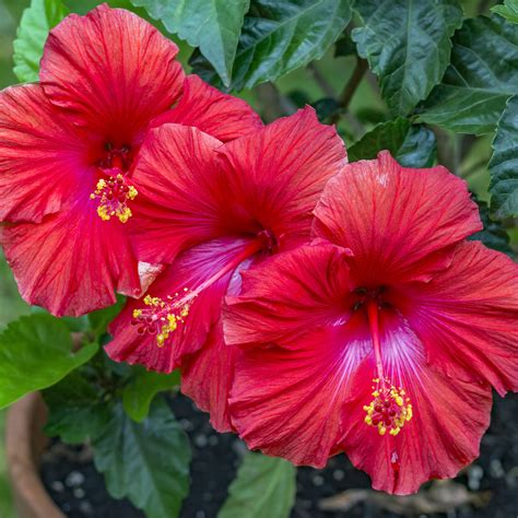 Top 93 Pictures Images Of Hibiscus Plant Superb 102023