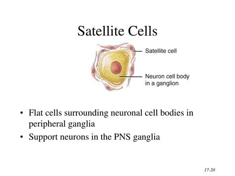 Ppt Chapter 17 Nervous Tissue Powerpoint Presentation Free Download
