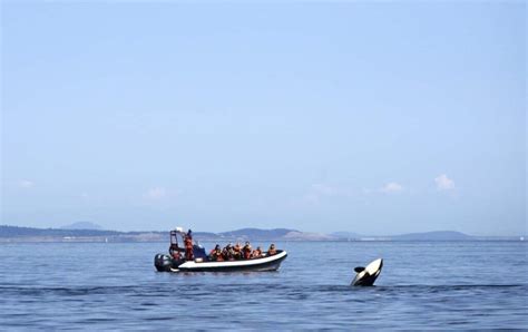 Victoria Whale Watching Zodiac Boat Distant Journeys