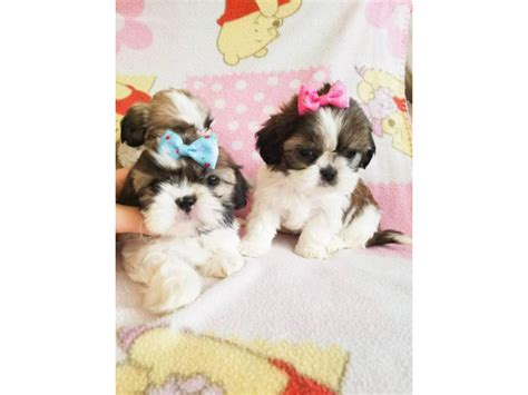 3 Teacup Shih Tzu Pups For Rehoming Atlanta Puppies For Sale Near Me