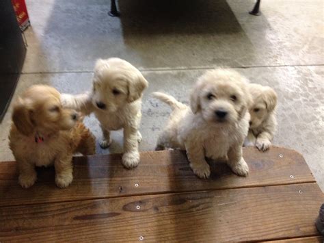 The man responsible for this illustrious breed, lord tweedmouth, wanted a dog that was loyal, kind, spirited, and energetic. Golden Acres - Miniature~Medium Goldendoodle Puppies Spokane Washington
