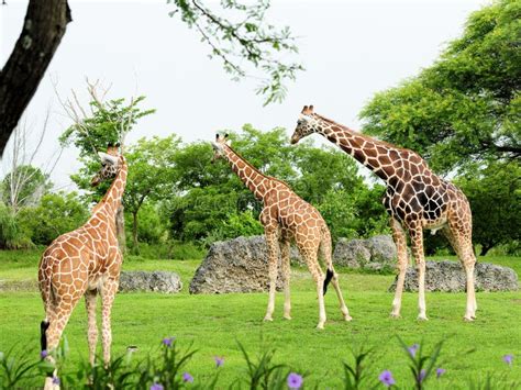 Three Giraffes In Zoo Stock Photo Image Of Reticulated 29942986