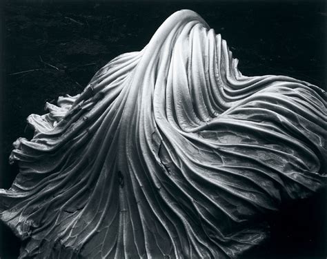 Edward Weston Black And White Photography Creativity Art