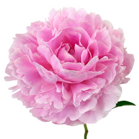 Fresh cut peony iphone wallpaper! Pink Peonies Flower February Delivery