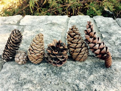 Pine Cone Botany For Beginners Dyck Arboretum