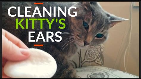 How To Clean Cats Ears Youtube