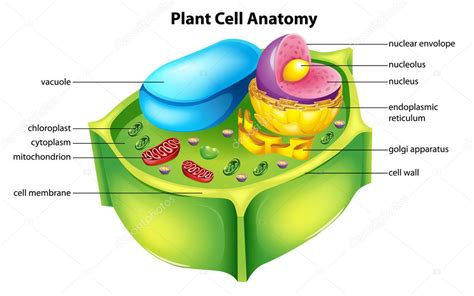 Ilustracion De Anatomia De La Celula Vegetal Y Mas Vectores Libres De