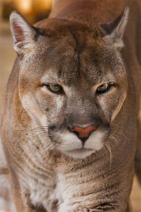 Cougar Head Images Download 767 Royalty Free Photos Page 2