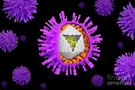 Varicella Zoster Virus Particles Photograph By Tim Vernon Science