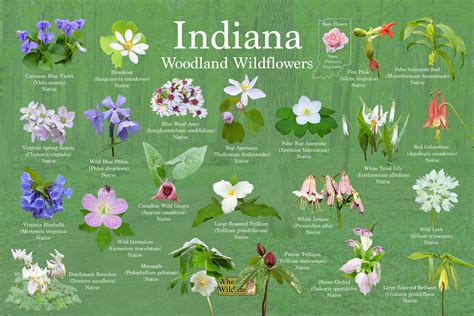 Indiana Wildflower Identification Posters Set Of 3 Flower Field Guide