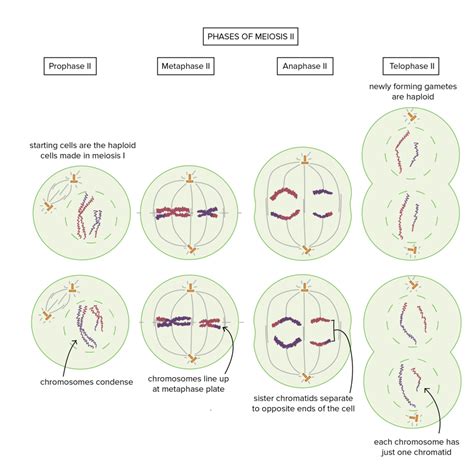 Genetics Mitosis And Meiosis Diagram Quizlet