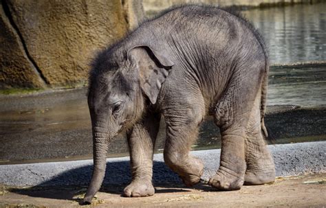 Fondos De Pantalla Mamíferos Animales Elefante Animales Bebés