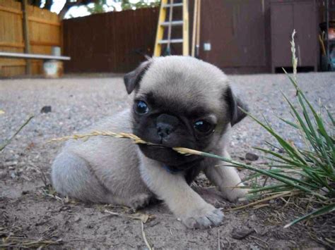 Baby Pug Enjoying Some Grass Baby Pugs Pug Puppies Pets