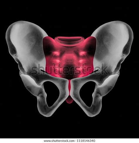 X Ray Of Human Pelvis Bone Anterior View Red Highlight In Sacrum And