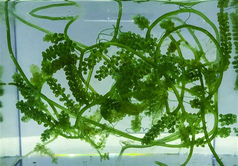 Macro Algae For Sale Buy Macroalgae Macro Algae Saltwater Plants