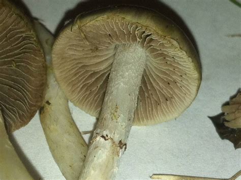 In this guide we take you through the process an accurate spore print. Liberty Cap ID Please - Mushroom Hunting and ...
