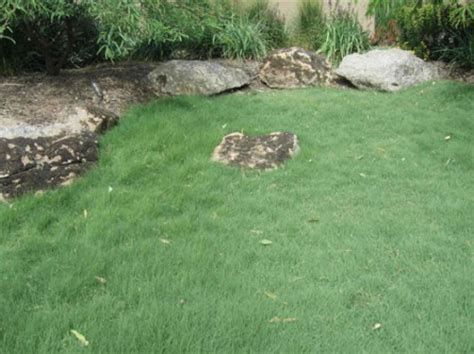 Popular among all australians, this grass variety is known for being. 5 Types of Drought-Tolerant Lawn Grasses - Green Valley Irrigation