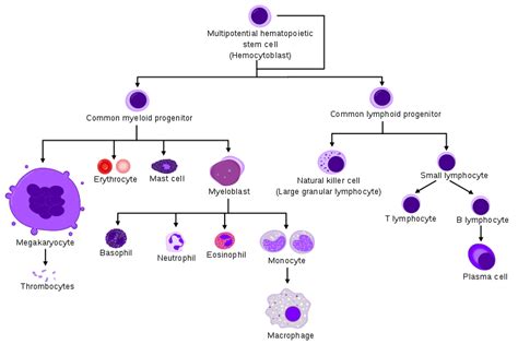 T Lymphocytes Diagram