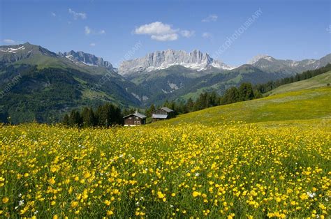 Alpine Meadow Switzerland Stock Image C0031435 Science Photo