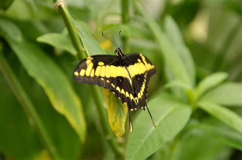 Zwischen januar und märz sind in teilen der gewächshäuser tropische schmetterlinge ausgesetzt. Schmetterlinge im Botanischen Garten München | frischebriese
